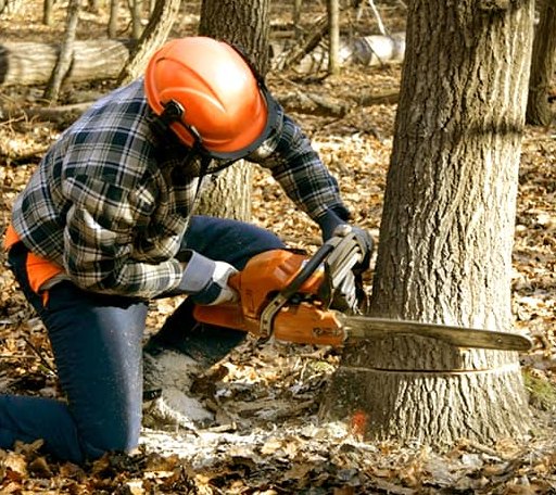 Tree Removal in Krakow, WI